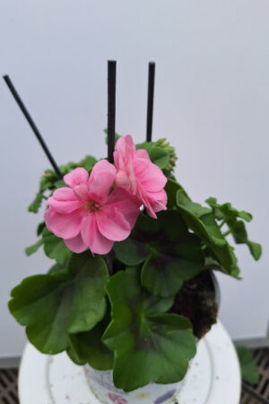 geranium hang