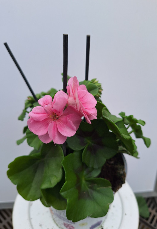 geranium hang 2