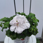 geranium hang 3