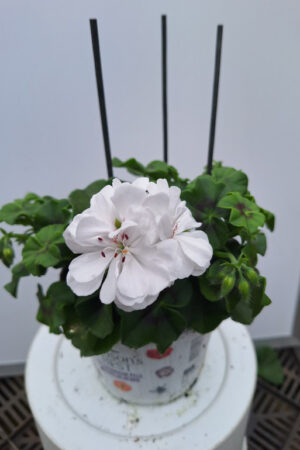 geranium hang