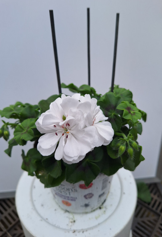 geranium hang 3