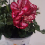 geranium hang 4