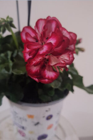 geranium hang