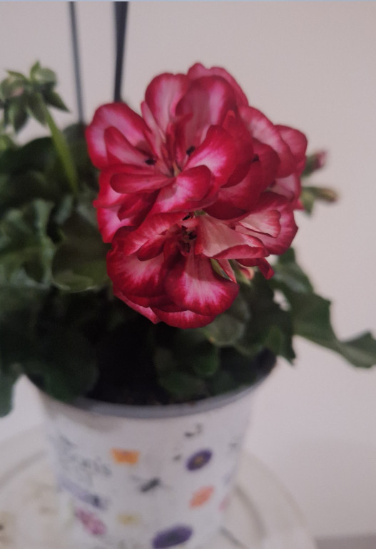 geranium hang 4