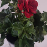 geranium hang 5