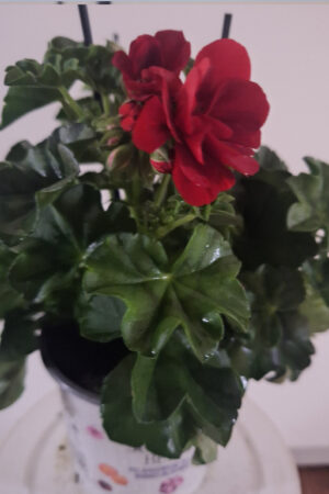 geranium hang