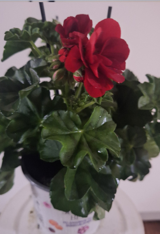 geranium hang 5