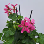 geranium hang oostenrijk 1