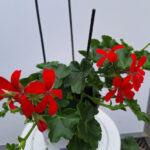 geranium hang oostenrijk rood
