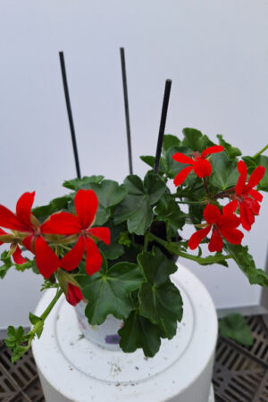 geranium hang Oostenrijk rood