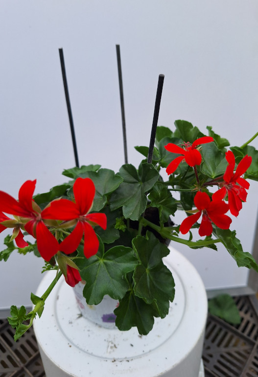 geranium hang oostenrijk rood