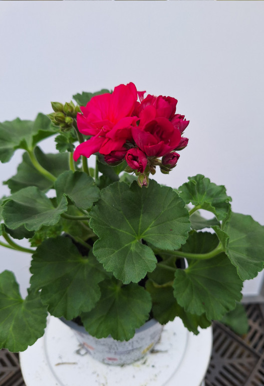 geranium