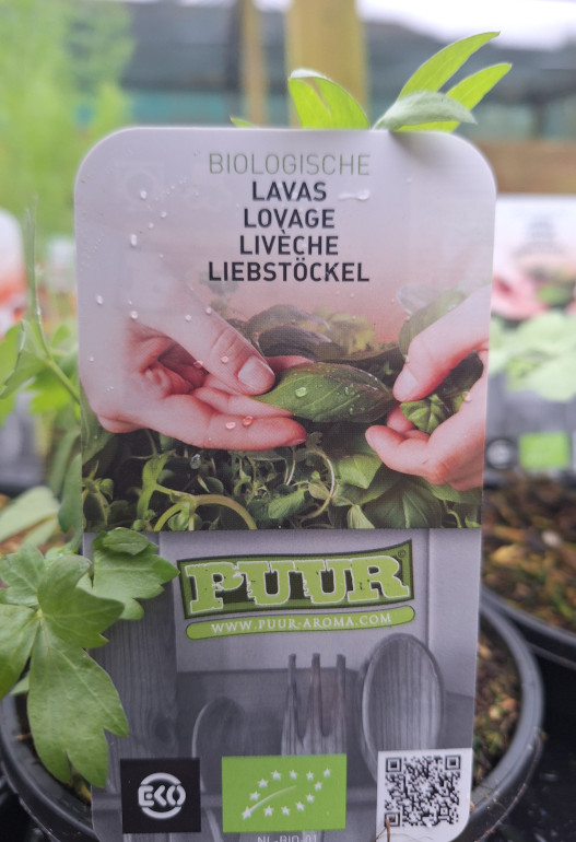 Lavas of maggieplant