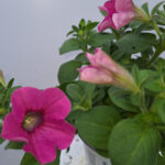 petunia 1