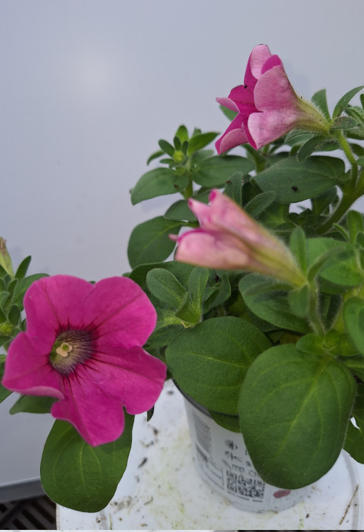 petunia 1