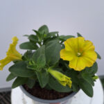 petunia 10