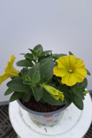 petunia