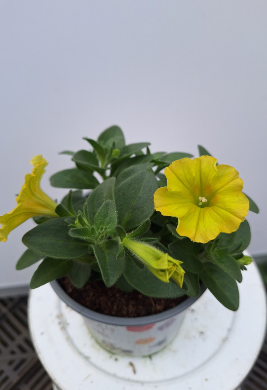 petunia 10