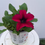petunia 2