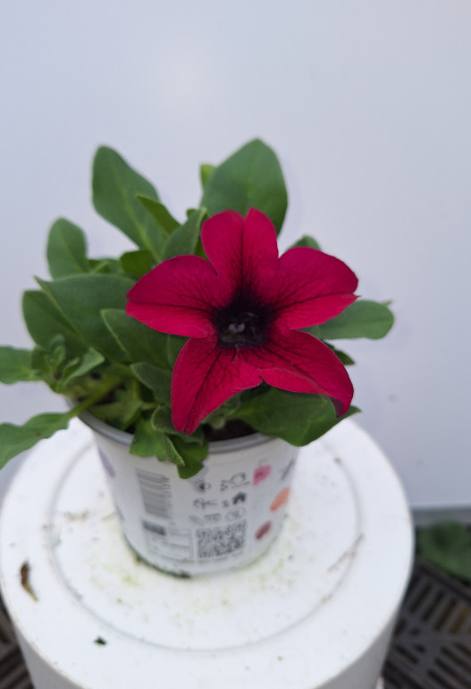 petunia 2