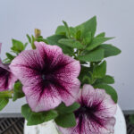 petunia 3