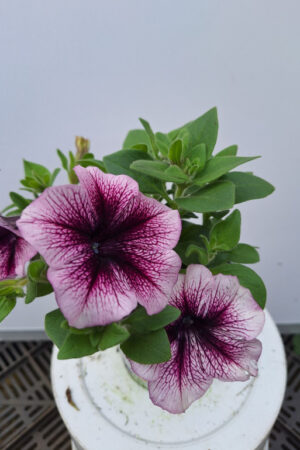 petunia