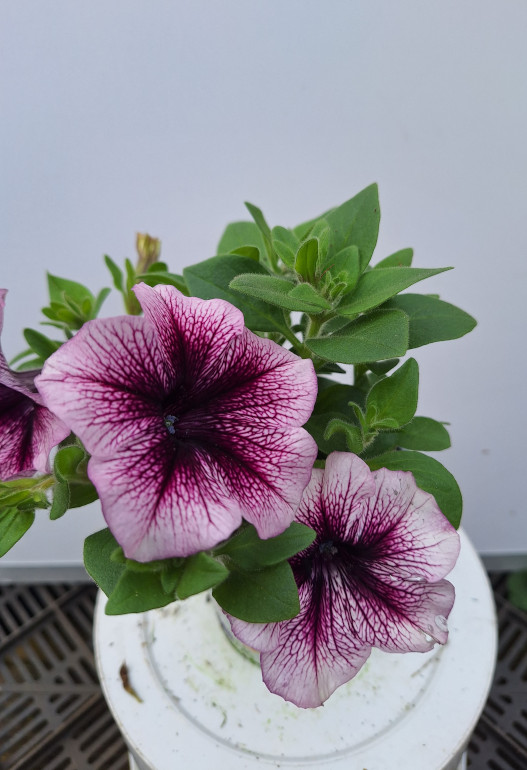petunia 3