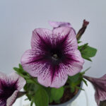 petunia 4