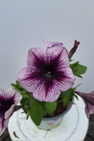petunia