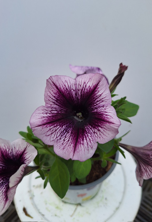 petunia 4