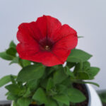 petunia 5