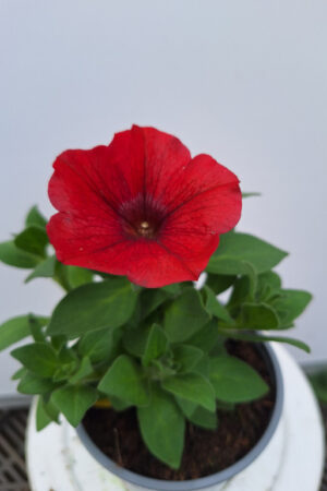 petunia
