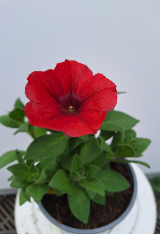 petunia 5