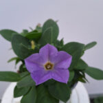 petunia 6
