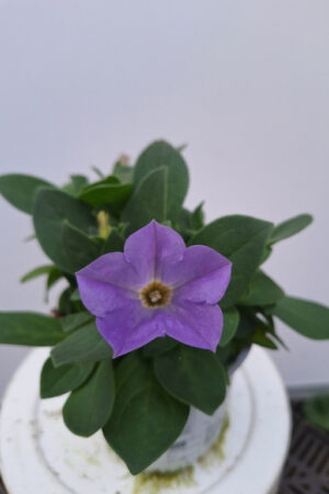 petunia