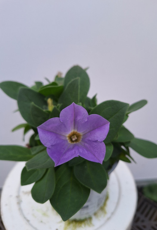 petunia 6