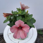 petunia 7