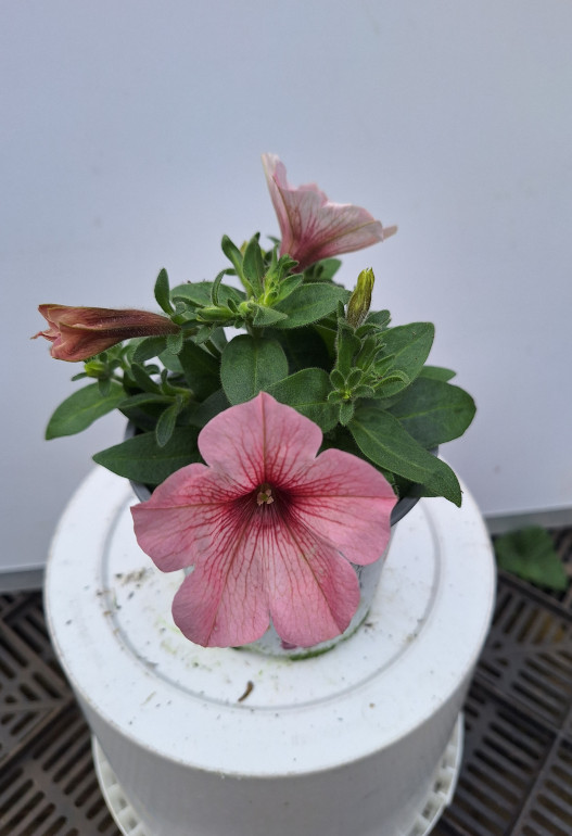 petunia 7