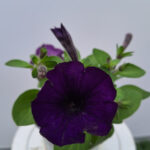 petunia 8
