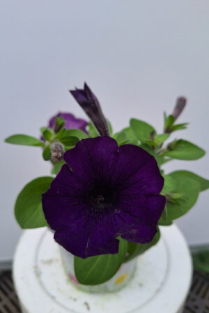 petunia