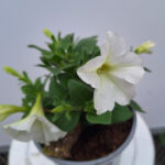 petunia 9