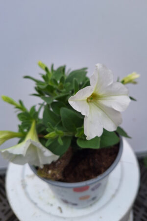 petunia