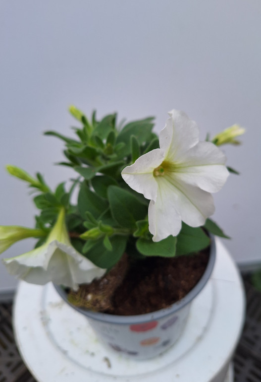 petunia 9