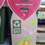 Rubus idaeus Golden Everest