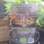 Oregano-wilde marjolein