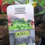 citroengras