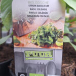 struik basilicum
