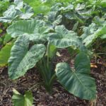 Xanthosoma_sagittifolium