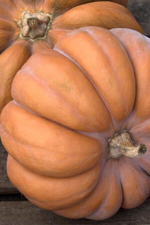 Pompoen plant Muskaat - Afbeelding 1