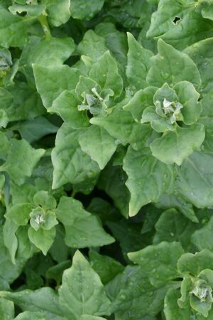 Nieuw-Zeelandse spinazie 4x4 cm - Afbeelding 1